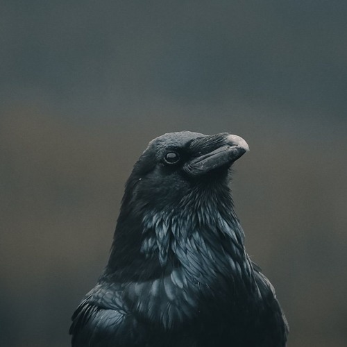 хавал мидии(лишь однажды)