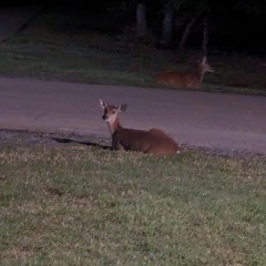 American Therapy (take this pill).m4a