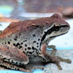 Pacific Tree Frog Mating Calls - free to use