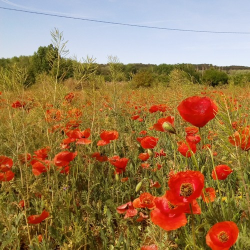 compo20230122 (Amapolas)