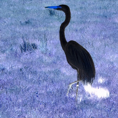 Cranes  - Breakcore - Miles.Wav