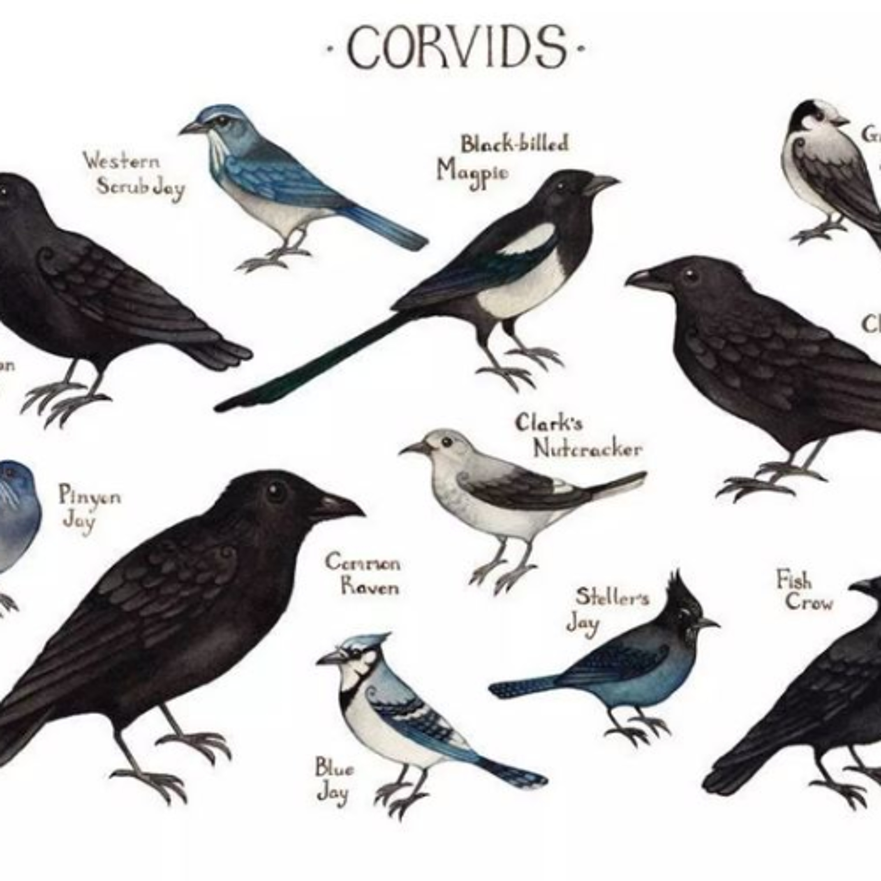 The Crows Know Ya Know