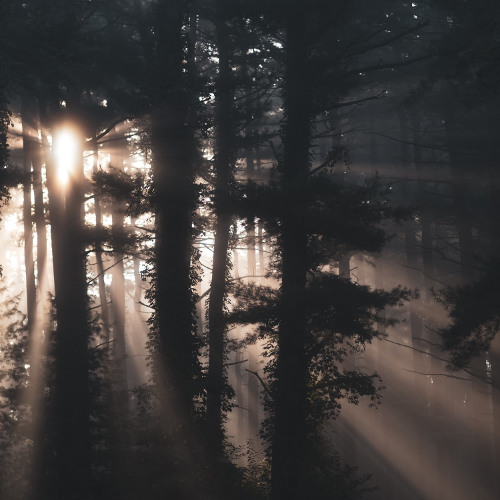 bXnks - Fade Through Me