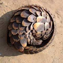 PANGOLIN PARTY