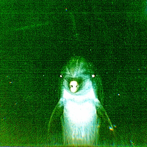 Stream Enemy Dolphin by Nick Roeslein Oleksiak | Listen online for