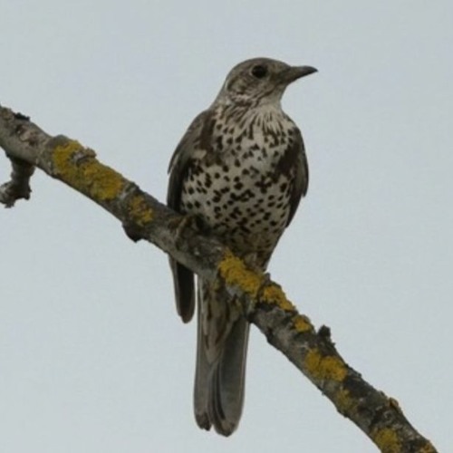 My favourite bird song - Mistle Thrush