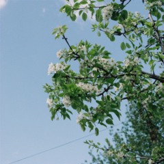 playlist :: digital midsummer