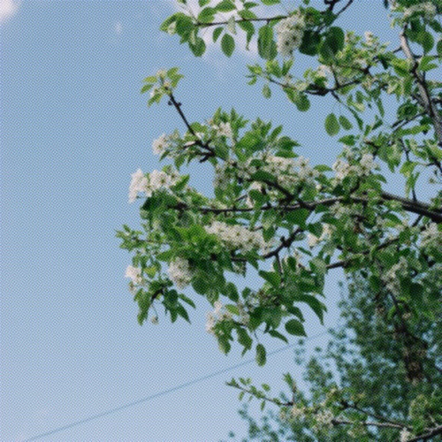 playlist :: digital midsummer