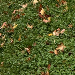 Bassvictim - Grass is Greener [Zero zone remix]