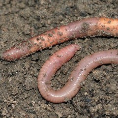 Wurmbiologie