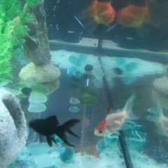 마츠다세이코 -푸른산호초 cover 뉴정newjeong