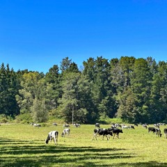 Beautiful Farm In C#