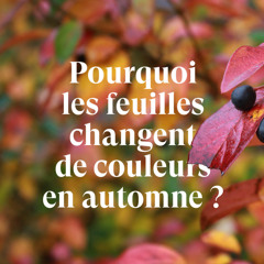 Pourquoi les feuilles changent de couleurs en automne ?