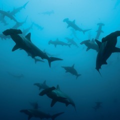 Marine Anthropogenic Noise: Listening to the Ocean