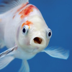 BADPHAZE x SUBFILTRONIK - FILTER FISH [JIRAIYA REMIX] (FREE DL)