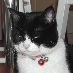 What's New Pussycat? by the Topsters (1994)