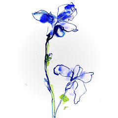 Orchid II