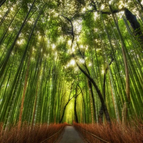 アフターショーカフターショー audio background music DOWNLOAD