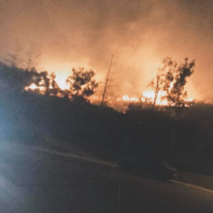 To Be Gentle - Citrus Trees