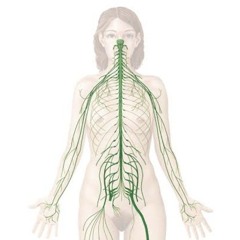 nerves m33T