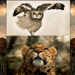 The Jaguar And The Owl.