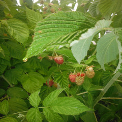 raspberry harvester