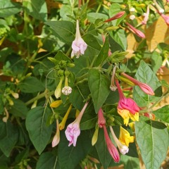 pared abajo - candelabro