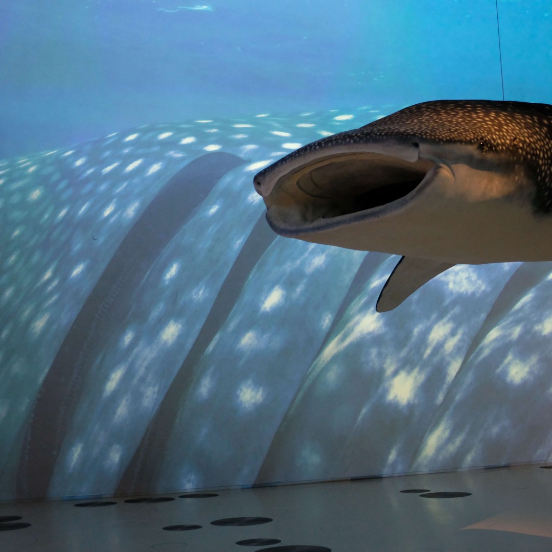 Stream 4 고래상어 모형 by Qatar Museums | Listen online for free on SoundCloud