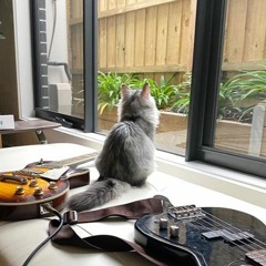 Shoegaze, dreampop & psych playlist #234*