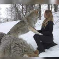 Full New Video 2 wolf one girl movie 2 wolf 1 girl movie viral