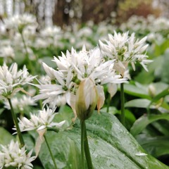 Passiontide, Rain on Glass, Choral Evensong, 4'33