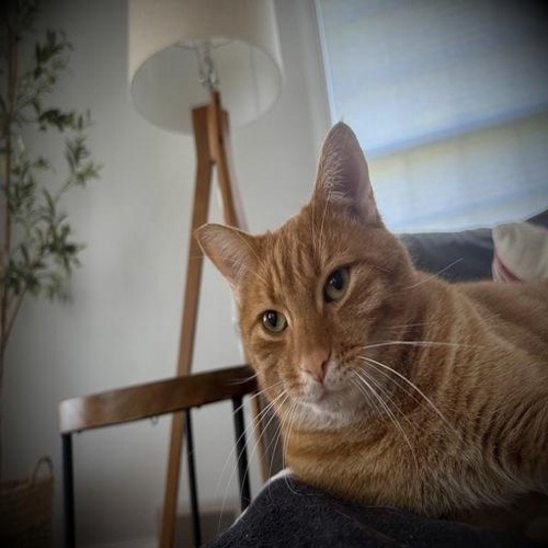 talk to the hand (zomb0cat)