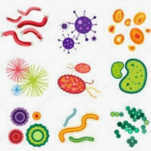 We Are Huge Globules of Multi Cellular Bacterias Listen 2end 2gain clarity ...