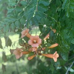 If I Can Dream (cover)