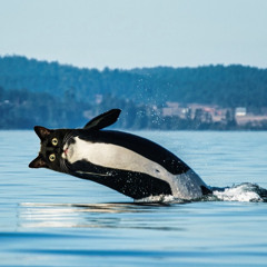 Nicole Dollanganger X Edward Skeletrix (Poacher’s Pride X Fun) [DJHAYLZ Mix]