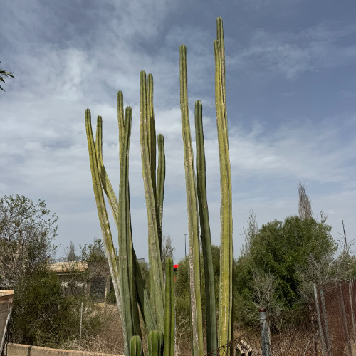 Set ROM x Mercado Ancestral 3-10-2025