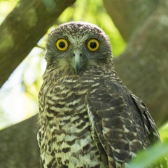 Call of the Powerful Owl courtesy of BirdLife Australia (Image: Nick Bradsworth)