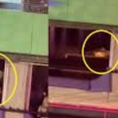 Video do casal do carnaval casal no camarote da sapucai video