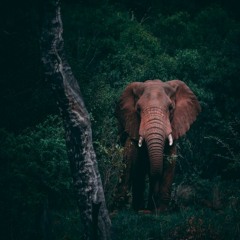 New Consciousness - Thomas Drow