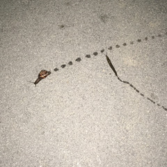 BArIs & Burak  Synecku (Orginal Remix)