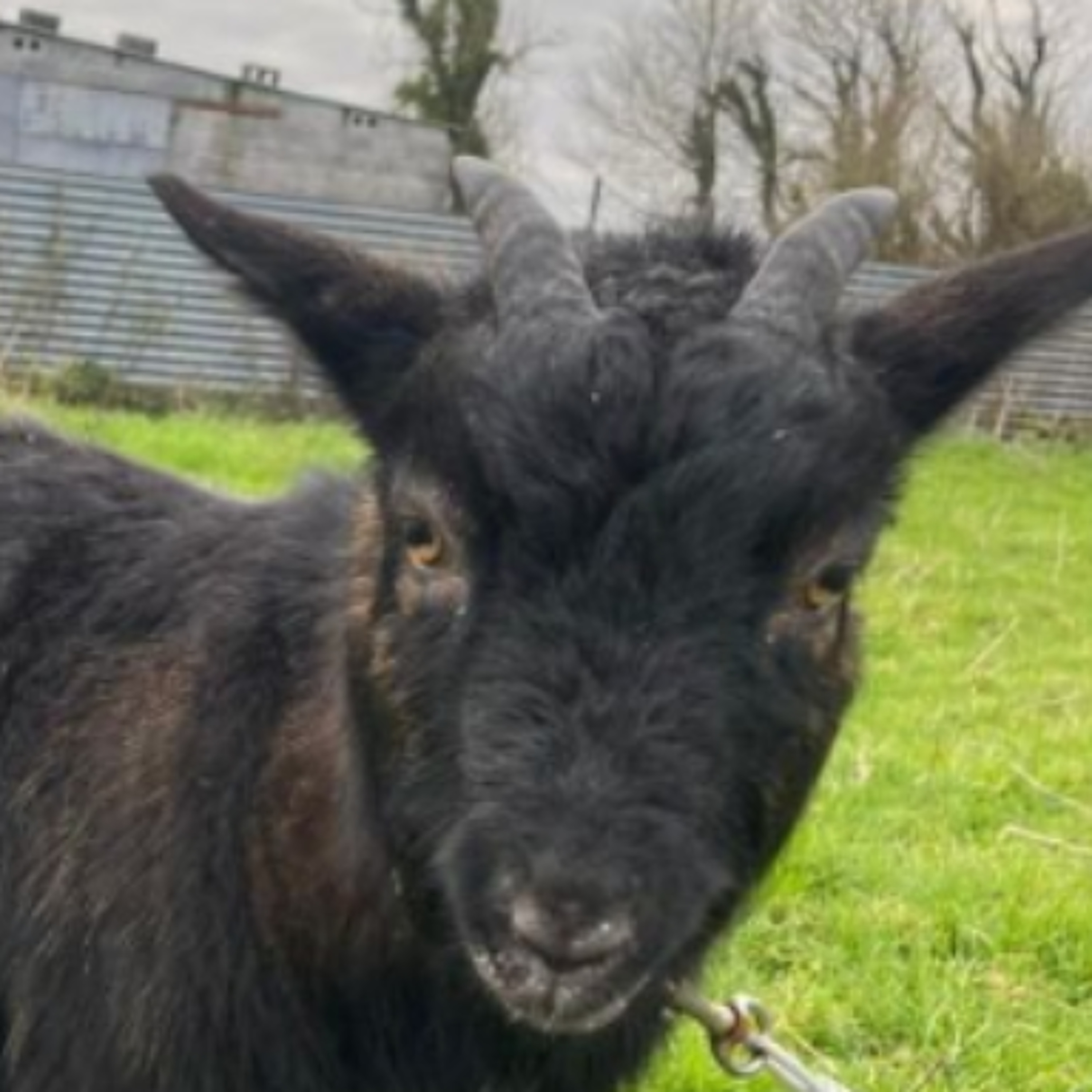 Clare's Baaaarney McKenna In The Running For Nose of Tralee