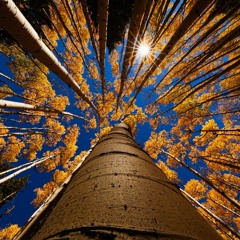 The Hidden Life of Trees