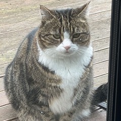 rollers n jungle🌴