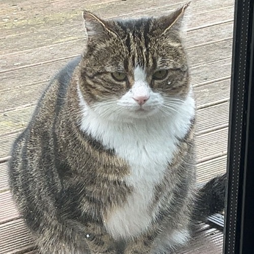 rollers n jungle🌴