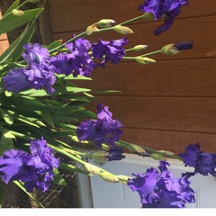 Flower Day/Coyote Palace