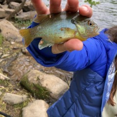 jib jab night at the rock show