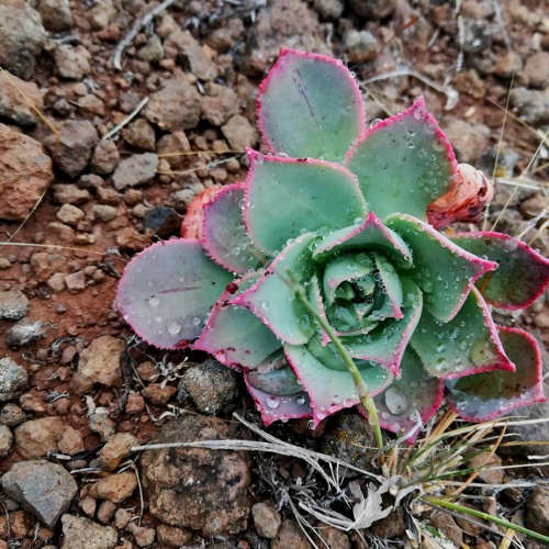 Amaj7 (Binaural Beats in Theta Wave - Generative Music With Max 8)