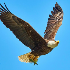 Fly like an eagle