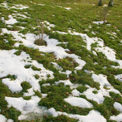 How do you winterize your lawn? 6 simple steps for a healthier spring lawn
