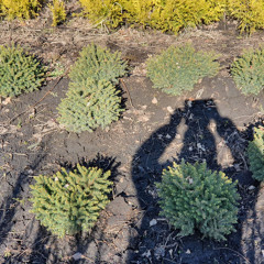 Ded - Lorikeet 25min.wav